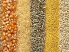 Пшеница,горох, ячмень, кукуруза
