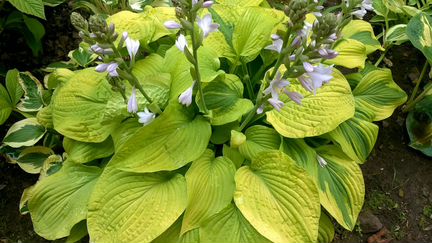Хосты садовые