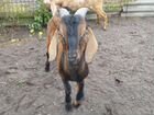 Англо нубийские козы