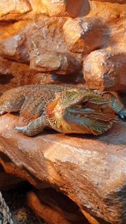 Бородатая Агама