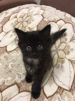 Котёнок девочка 2 месяца
