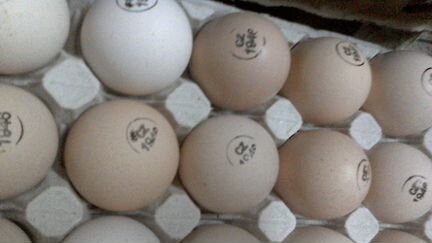 Яйцо для инкубации