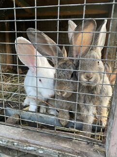 Кролики фландеры - фотография № 1