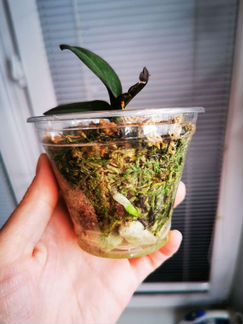 Орхидея Phal. Voo-doo