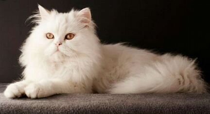 Персидский кот