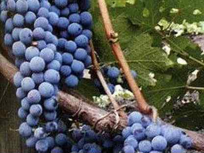 Искусственный виноград в интерьере