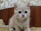 Котёнок шотландский прямоухий объявление продам