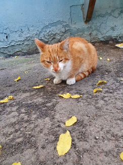Котик ищет хозяина