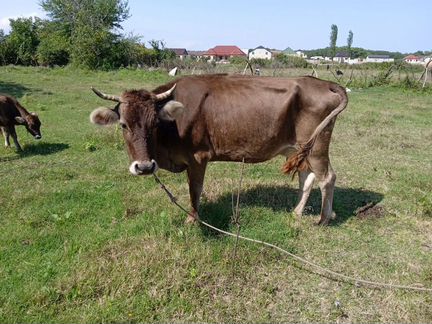 Местные коровы - фотография № 9