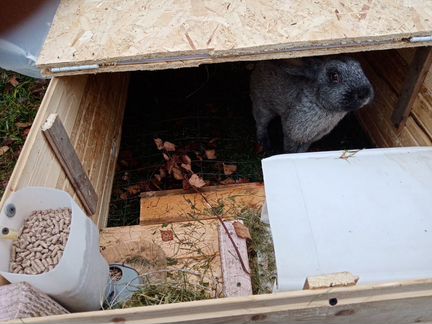 Клетка для кроликов