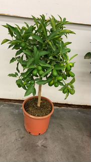 Кумкват цитрус с плодами Н 70-80 см