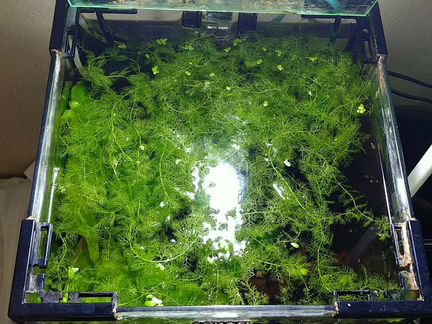 Роголистник, мох, криптокорина