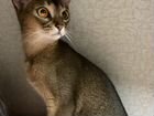 Абиссинская кошка ищет жениха