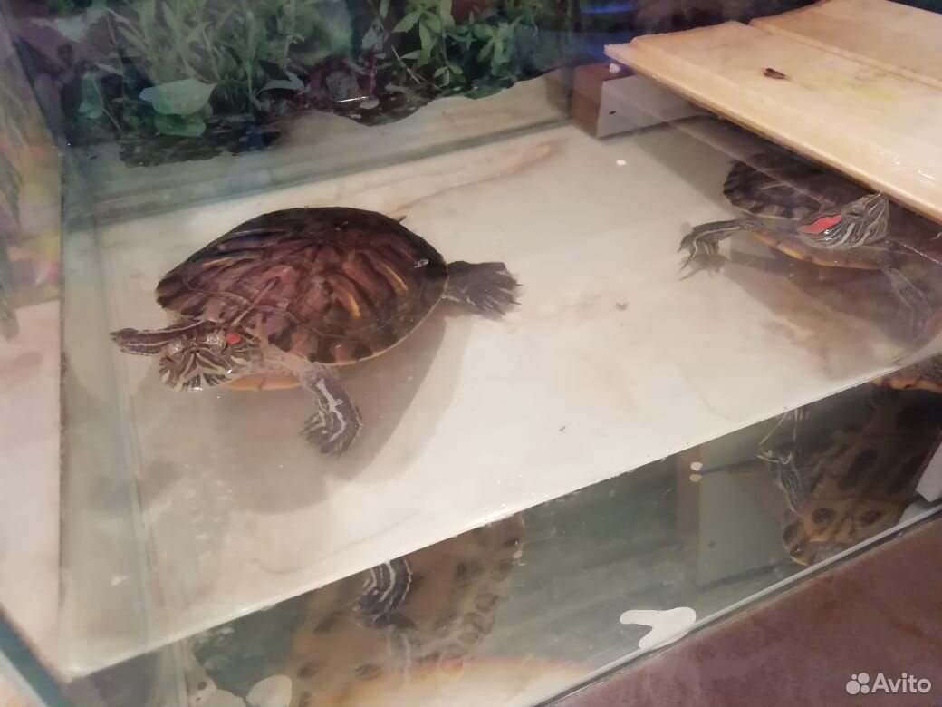 Черепахи, аквариум 89511650350 купить 3