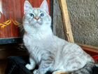 Балинезийская кошка объявление продам