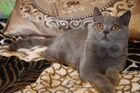 Британские короткошерстные котята объявление продам
