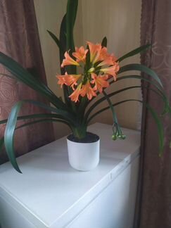 Кливия,цветущие и детки