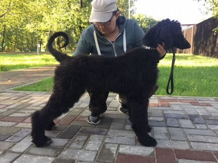 Воспитание собак с выездом на дом