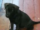 Собака порода лабрадор объявление продам