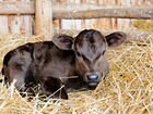 Продам телочек, возраст 9-10 мес, от дойных коров