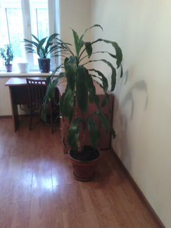 Растения для интерьера комнаты или зимнего сада