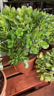 Крассула Овата / Денежное дерево XL Н 55 см