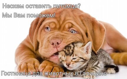 Домашняя передержка в Галицино Адлерский район