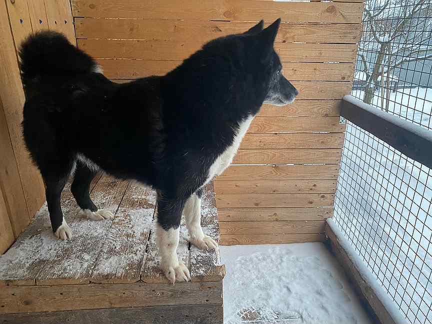 Пять сучек. Купить щенка ЗСЛ от зверовых собак в Нижегородской области.