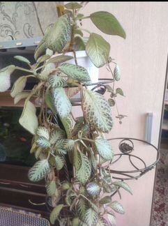 Эписция серебрянная