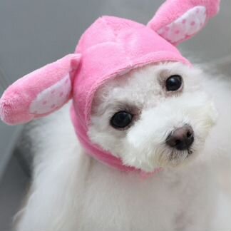 Прикольная шапка для собачки или большого кота