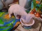 Кошечка порода Деван Рекс объявление продам