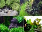 Растения для аквариума, Аквалеон - (г.Пенза)