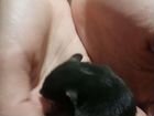 Милые крысята дамбо объявление продам