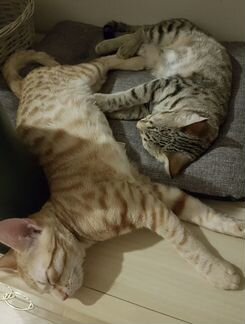 Котята, фенотипичные оцикеты в добрые руки