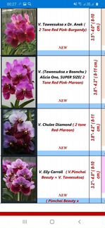 Ванды и вандовые на весну взрослые