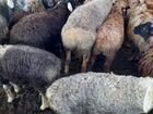 Корова с теленком бычки бараны овцы объявление продам