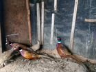 Охотничьи фазаны самки или меняю на самцов
