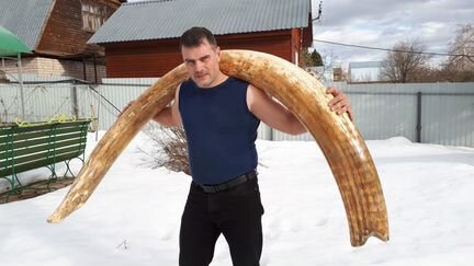Бивень мамонта