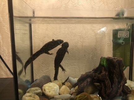 Тритоны (пара: самец и самка) с аквариумом и фильт