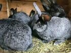 Кролики полтавское серебро объявление продам