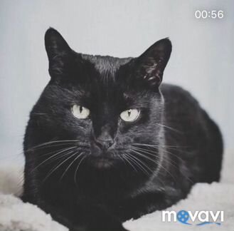 Кошка в дом